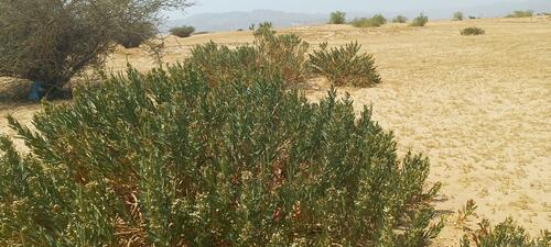 Rhazya stricta