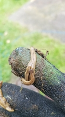 Bipalium pennsylvanicum