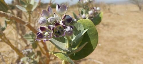 giant milkweed