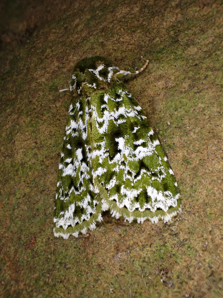 Thalatha bryochlora