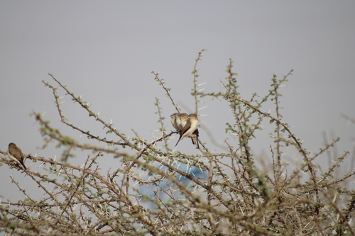 African Silverbill