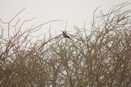 Mainland Namaqua Dove