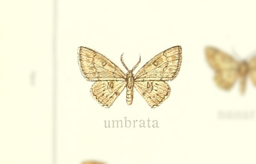 Cyclophora umbrata