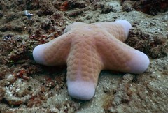 Choriaster granulatus