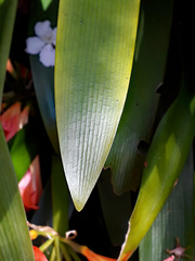 Clivia × cyrtanthiflora