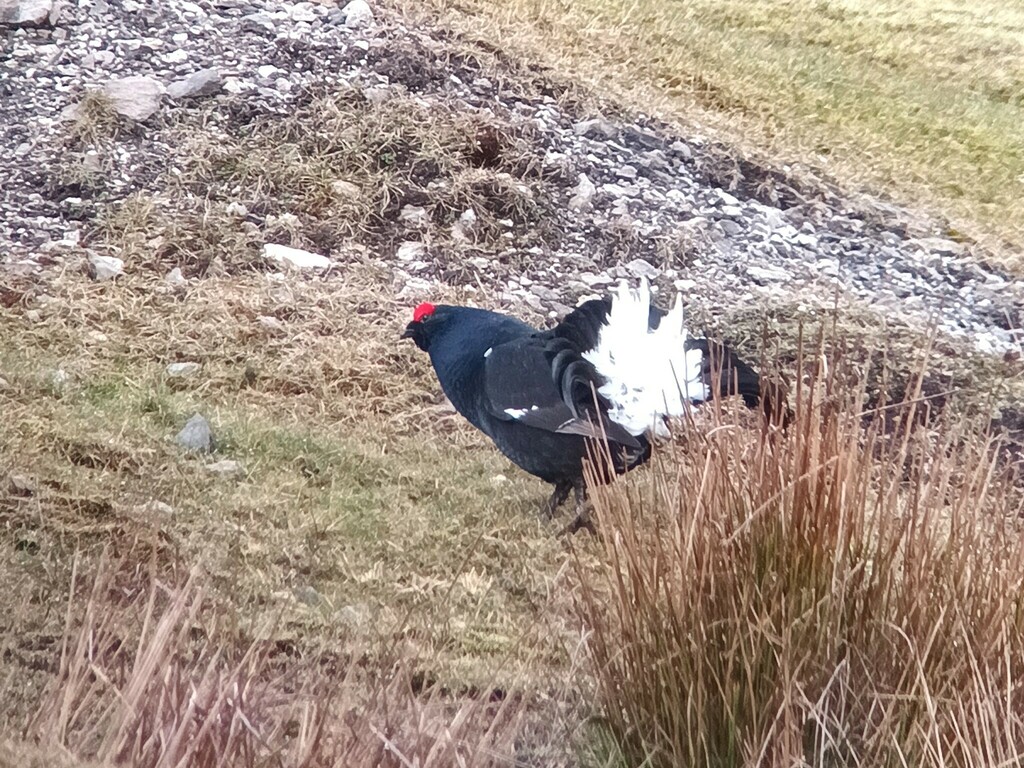 British black grouse