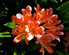 Clivia × cyrtanthiflora