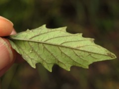 Physalis angulata