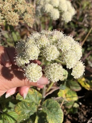 Angelica hendersonii
