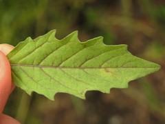 Physalis angulata