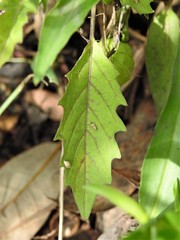 Physalis angulata
