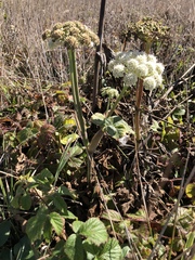 Angelica hendersonii