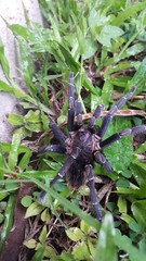 Aphonopelma seemanni