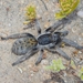 Lightfoot's Lesser Baboon Spider - Photo (c) Paul Bester, some rights reserved (CC BY-NC), uploaded by Paul Bester