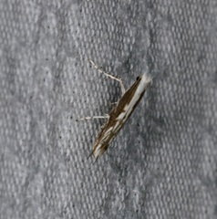 Epicephala lativalvaris