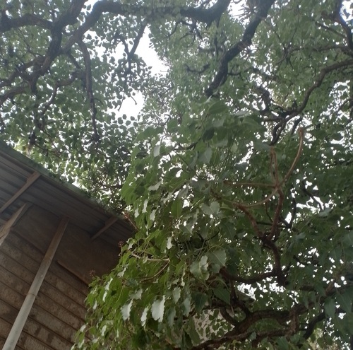 Cussonia holstii Harms ex Engl. 4