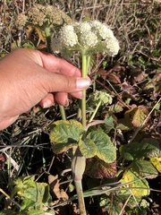 Angelica hendersonii