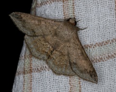 Ericeia subcinerea