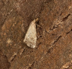 Hypenodinae