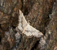Idaea phaeocrossa