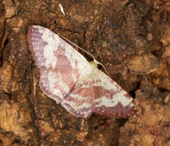 Idaea vacillata