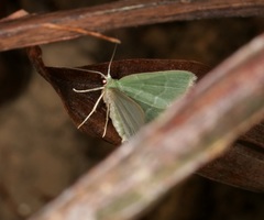 Idiochlora minuscula