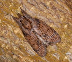 Lamprothripa scotia