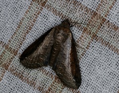 Lophoptera squammigera