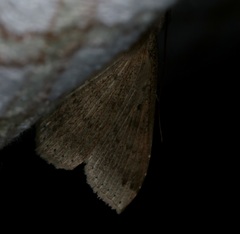 Ericeia subcinerea