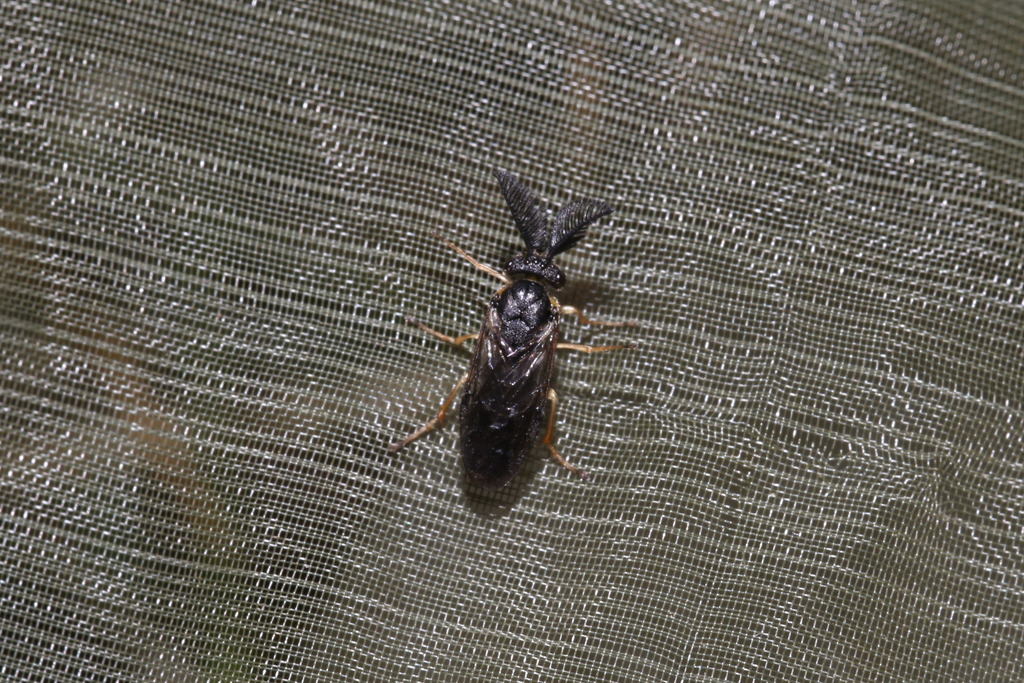 Pale Pine Combhorn