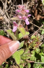 Stachys ajugoides