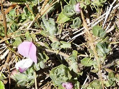 Ononis spinosa procurrens