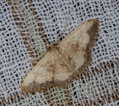 Idaea phaeocrossa