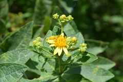 Verbesina sphaerocephala