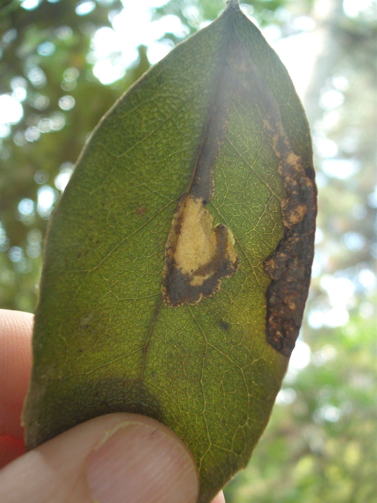Epiphthora melanombra