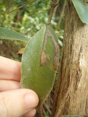 Epiphthora melanombra