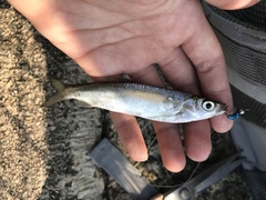 Hemiculter leucisculus