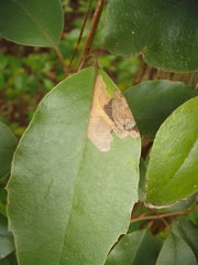 Epiphthora melanombra