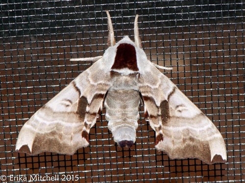 Twin-spotted Sphinx