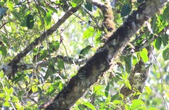 Psilopogon armillaris