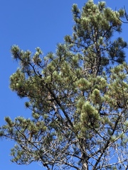 Pinus muricata