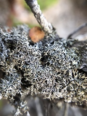 Hypogymnia lophyrea