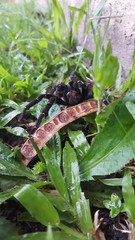 Aphonopelma seemanni