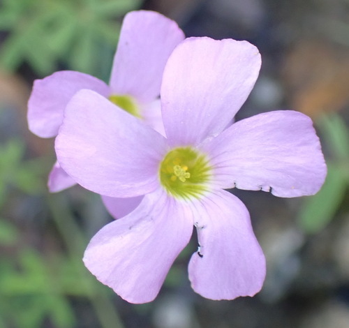 Image of Oxalis stellata by (c) Nicola van Berkel, some rights reserved (CC BY-SA)