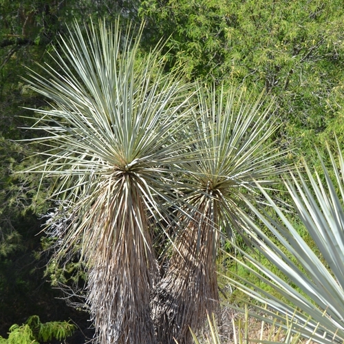 Image of Yucca rigida by (c) Mauricio Calderón, some rights reserved (CC BY)