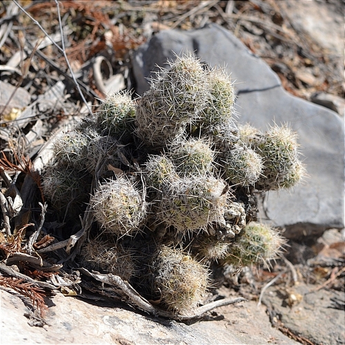 Pelecyphora lloydii