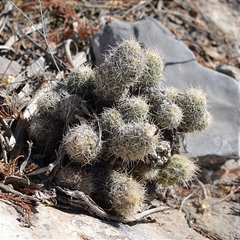 Pelecyphora lloydii