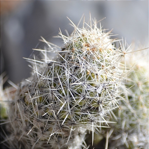 Pelecyphora lloydii