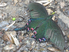 Papilio bianor
