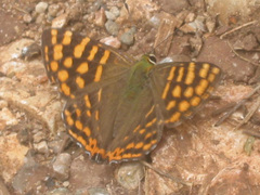 Dodona durga